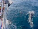 Photo dauphins