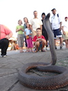 Photo avec le serpent