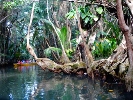 Mangrove 2