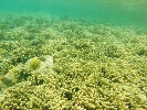 Champs de coraux